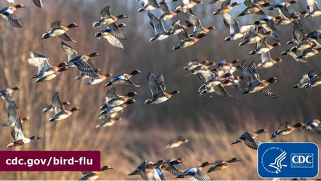 Health Alert Network (HAN) - Highly Pathogenic Avian Influenza A(H5N1) Virus: Identification of Human Infection and Recommendations for Investigations and Response | Virus World | Scoop.it