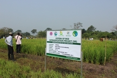 GHANA: Rice farmers need power tillers-Gov’t told | SRI Global News ++ March - May 2025    System of Rice Intensification (SRI) | Scoop.it