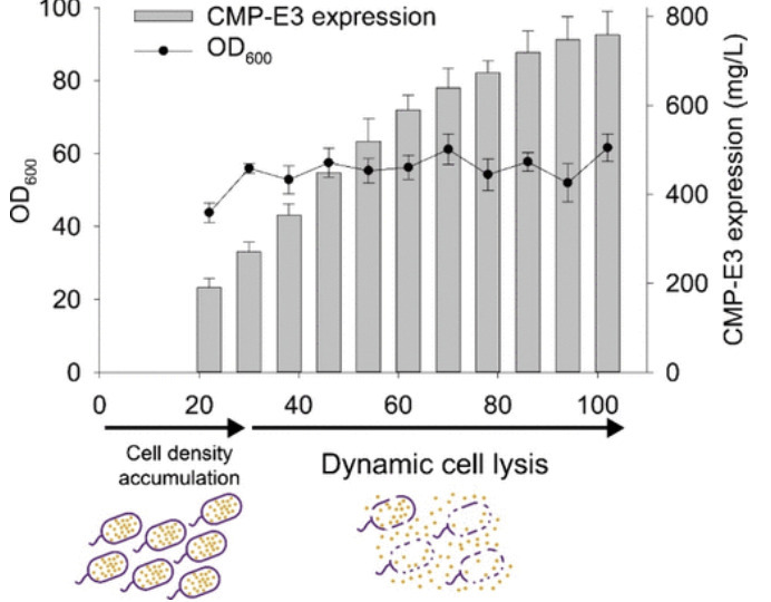 Engineering an Escherichia coli Autolytic Syste...