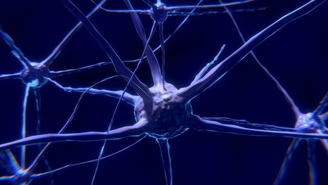 Quand les neurosciences rencontrent la formation : vers le neurolearning... | Formation : Innovations et EdTech | Scoop.it