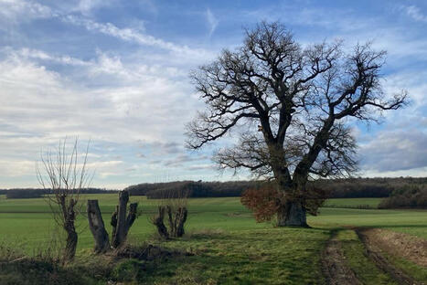 Ce ch&ecirc;ne &eacute;tonnant a re&ccedil;u le prix coup de c&oelig;ur au concours des arbres de l'ann&eacute;e : voici ses atouts | France 3 grand Est | La SELECTION du Web | CAUE des Vosges - www.caue88.com | Scoop.it