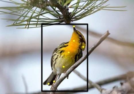 What's that bird? New website identifies species by your photo | Rainforest CLASSROOM | Scoop.it