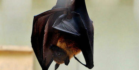 Les zoonoses, maladies transmises par les animaux, toujours plus nombreuses | Biodiversit&eacute; | Scoop.it