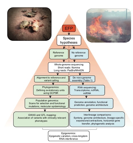 Advances in Genetics: Describing Genomic and Epigenomic Traits Underpinning Emerging Fungal Pathogens (2017) | Plant Pathogenomics | Scoop.it