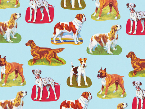 Why People Care More About Pets Than Other Humans | WIRED | Empathy and Animals | Scoop.it