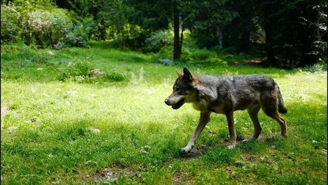 Arrivée du loup : quels risques pour les éleveurs limousins ? | Loup | Scoop.it