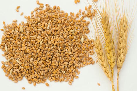 Russia is threatened by a decline in grain quality | MED-Amin network | Scoop.it