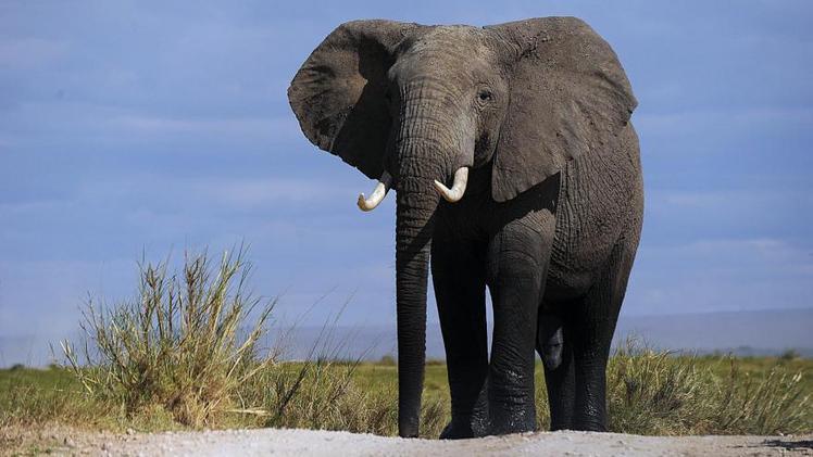 Bientôt deux fois moins d'animaux sauvages sur la planète - DirectMatin.fr