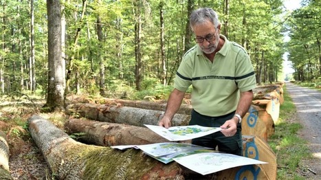 Les forêts de l’Indre dépérissent sous la chaleur | Les Colocs du jardin | Scoop.it