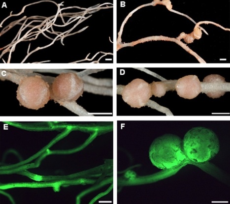 PNAS: Legume pectate lyase required for root infection by rhizobia | Plants and Microbes | Scoop.it