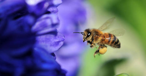 Les pesticides détériorent la vision et les déplacements des abeilles | Toxique, soyons vigilant ! | Scoop.it