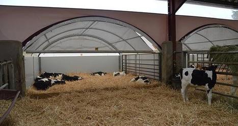 Optimiser l&rsquo;&eacute;levage des g&eacute;nisses | Actualit&eacute;s de l'&eacute;levage | Scoop.it