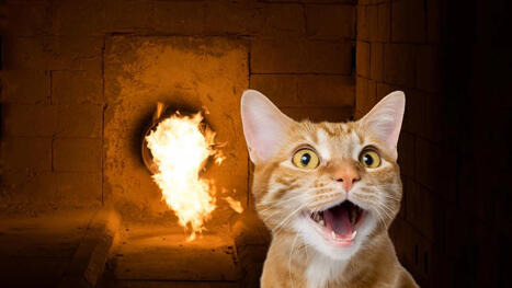 Pet cremation: The pain, grief and hard decisions when pawed loved ones die | Grief & Bereavement Counseling | Scoop.it