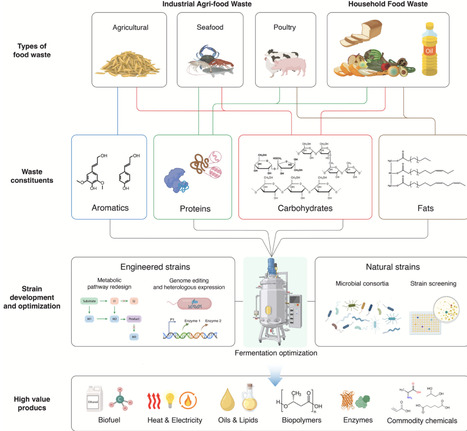 Microbial food waste valorization: advances, challenges, and perspectives | Cin | RMH | Scoop.it