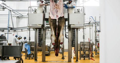 Abattage des animaux d’élevage: la droite coite, la gauche ébauche – | La Gazette des abattoirs | Scoop.it