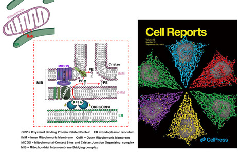 ORP5/8 and MIB/MICOS link ER-mitochondria and intra-mitochondrial contacts for non-vesicular transport of phosphatidylserine | I2BC Paris-Saclay | Scoop.it
