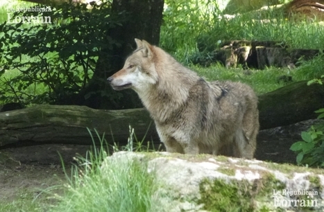 Le loup aux portes du pays de Bitche | Loup | Scoop.it