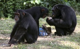 Chimpanzees Are Altruistic Animals, Study Finds - Video | Empathy Movement Magazine | Scoop.it