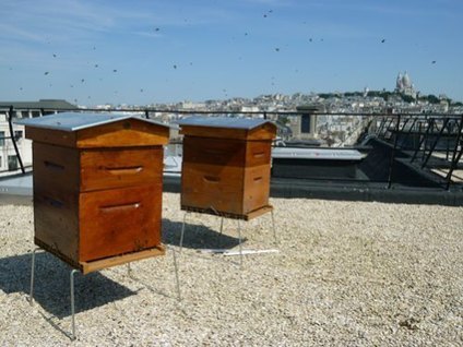 Bzzzz attitude - Apicultrice amatrice et urbaine | Nature en ville | Scoop.it