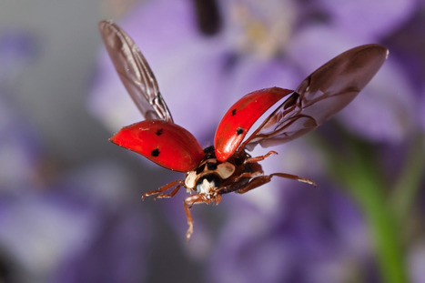 Magnifiques photos d'insectes | Variétés entomologiques | Scoop.it