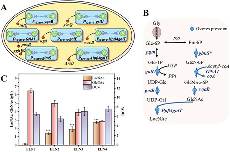 Building a Microbial Factory for Human Milk Oligosaccharides: Efficient Production of 3&prime;-Sialyllactosamine in Escherichia coli BL21 (DE3) | acs | RMH | Scoop.it