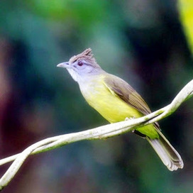 Suara Cucak Jenggot Betina Memanggil Jantan Mp3