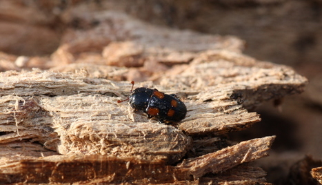 L’inventaire national des Coléoptères saproxyliques vient de s’enrichir de plus de 35 000 données | Insect Archive | Scoop.it