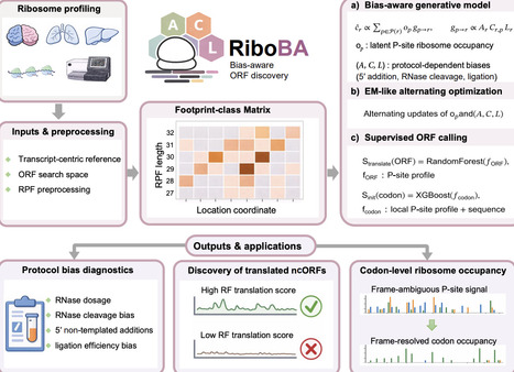 RiboBA: a bias-aware probabilistic framework for robust ORF identification across diverse ribosome profiling protocols | brvsys | RMH | Scoop.it