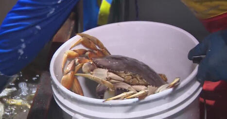 Boat sales of Dungeness crab begins at San Francisco Fisherman's Wharf - CBS San Francisco | Soggy Science | Scoop.it