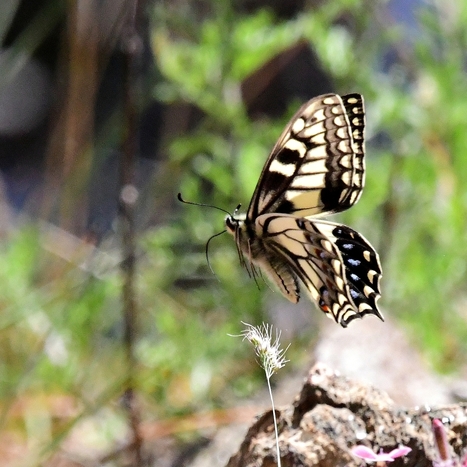 Retour au col de Sorba : Papilio hospiton Guenée, 1839 - Les Lépidoptéristes de France | Variétés entomologiques | Scoop.it