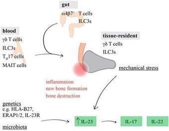 Frontiers | Whodunit? The Contribution of Interleukin (IL)-17/IL-22-Producing &gamma;&delta; T Cells, &alpha;&beta; T Cells, and Innate Lymphoid Cells to the Pathogenesis of Spondyloarthritis | Immunology | Rheumatology-Rhumatologie | Scoop.it