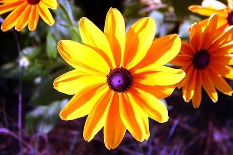 The Skill of Self-Compassion | Self-Empathy | Scoop.it
