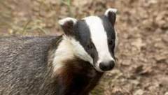 Badgers announce cull of Government Ministers | IELTS, ESP, EAP and CALL | Scoop.it