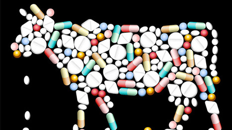 Four-Fifths of All Big Pharma Antibiotics Consumed by Meat and Poultry Industry  (What Are You Eating?) | YOUR FOOD, YOUR ENVIRONMENT, YOUR HEALTH: #Biotech #GMOs #Pesticides #Chemicals #FactoryFarms #CAFOs #BigFood | Scoop.it