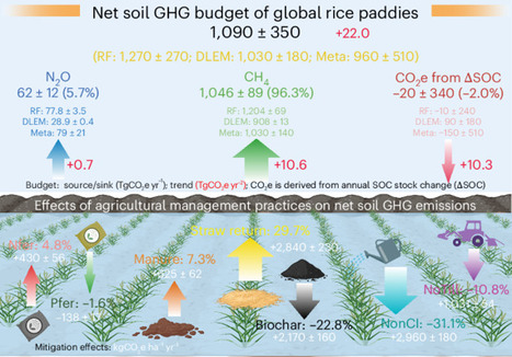 Global rice paddy greenhouse gas emissions have doubled over the past six decades driven by area expansion and intensified residue incorporation | Nfd | RMH | Scoop.it