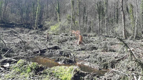 REPORTAGE. "Ils s'attaquent à des beaux chênes qui peuvent valoir entre 500 et 1 000 euros" : comment lutter face au fléau des vols d'arbres en forêts ? | Les Colocs du jardin | Scoop.it