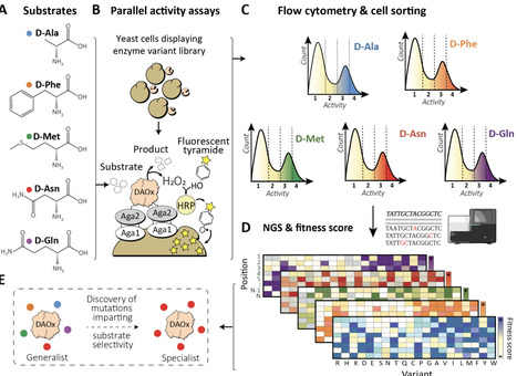 Decoding Substrate Specificity in a Promiscuous Biocatalyst by Enzyme Proximity Sequencing | Brvbe | RMH | Scoop.it
