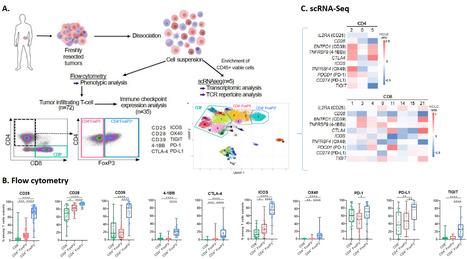 Les points de contrôle immunitaires sont principalement co-exprimés par des lymphocytes T CD4+FoxP3+ intratumoraux clonalement expandus dans les cancers humains de stade précoce ou localement avancé | Life Sciences Université Paris-Saclay | Scoop.it