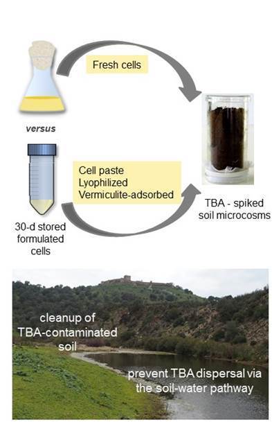 Formulation and Storage of a Bacterial Bioremediation Tool for Terbuthylazine Contaminated Soils | iBB | Scoop.it