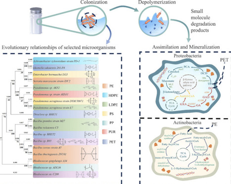 Microbial Degradation of Plastics: Mechanisms, Pathways, and Multiomics Insights | acs | RMH | Scoop.it