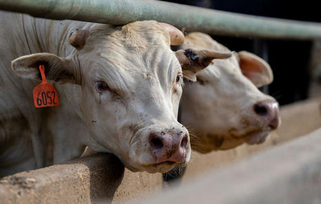Grippe aviaire : Des cas « sans précédent » découverts chez des vaches laitières aux Etats-Unis | Actualités de l'élevage | Scoop.it