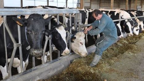 Identification des bovins Les veaux nés à partir du 1er janvier 2018 devront avoir la boucle électronique | Elevage et numérique | Scoop.it