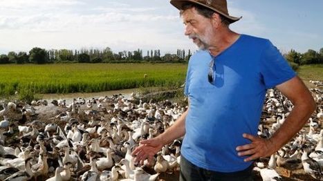 Des canards pour remplacer les pesticides dans les rizières de Camargue | Camargue Nature | Scoop.it