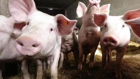 La peste porcine africaine, l'autre fléau sanitaire qui menace l'Europe agricole | Actualité Bétail | Scoop.it