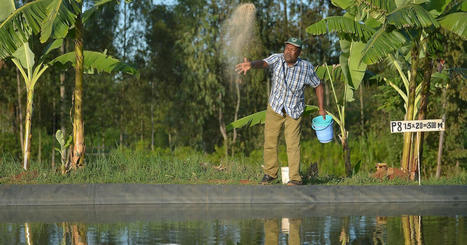 FAO leads calls for global expansion of AQUACULTURE | CIHEAM Press Review | Scoop.it