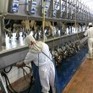 USA : Les producteurs laitiers disent que le filet de sécurité sur les prix du lait n’aide pas | Lait de Normandie... et d'ailleurs | Scoop.it