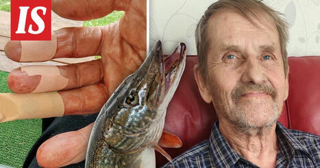 Hauki hyökkäsi Matin kimppuun Mikkelissä | 1Uutiset - Lukemisen tähden | Scoop.it