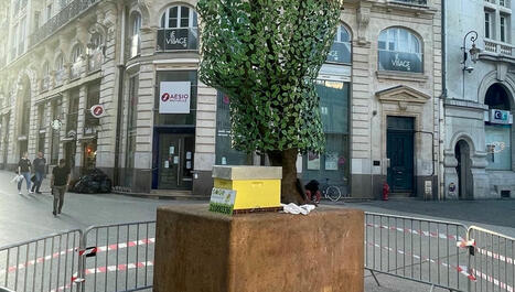 Un essaim d'abeilles a élu domicile en plein centre-ville de Dijon - ici | Variétés entomologiques | Scoop.it