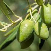 Hot, Dry Start to Autumn Lowers Production Estimates in SPAIN | CIHEAM Press Review | Scoop.it