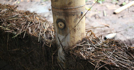 Le bambou, un allié de choix pour la terre crue en construction | Build Green, pour un habitat écologique | Scoop.it